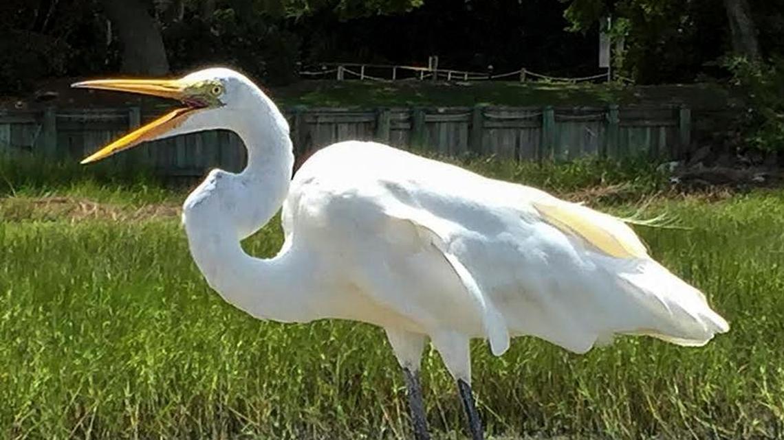 Great egrets: The grace and elegance of the Lowcountry on two legs