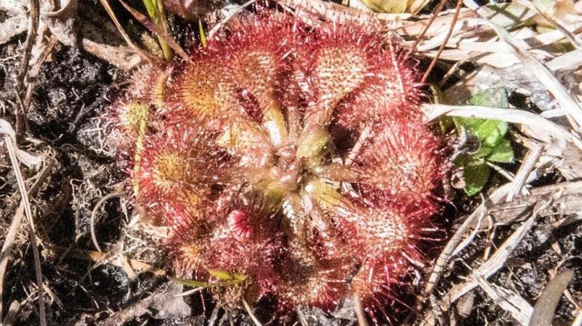 The dwarf sundew.