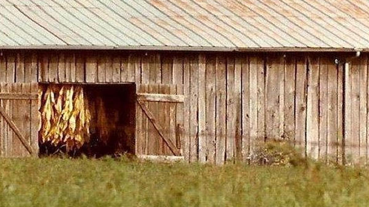 Tobacco cures in a barn.