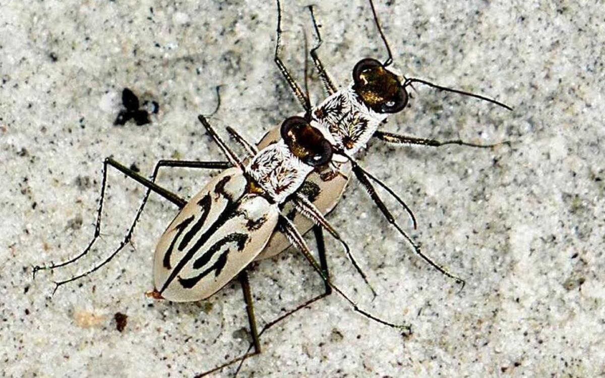 Tiger beetles race across our beaches in search of prey.