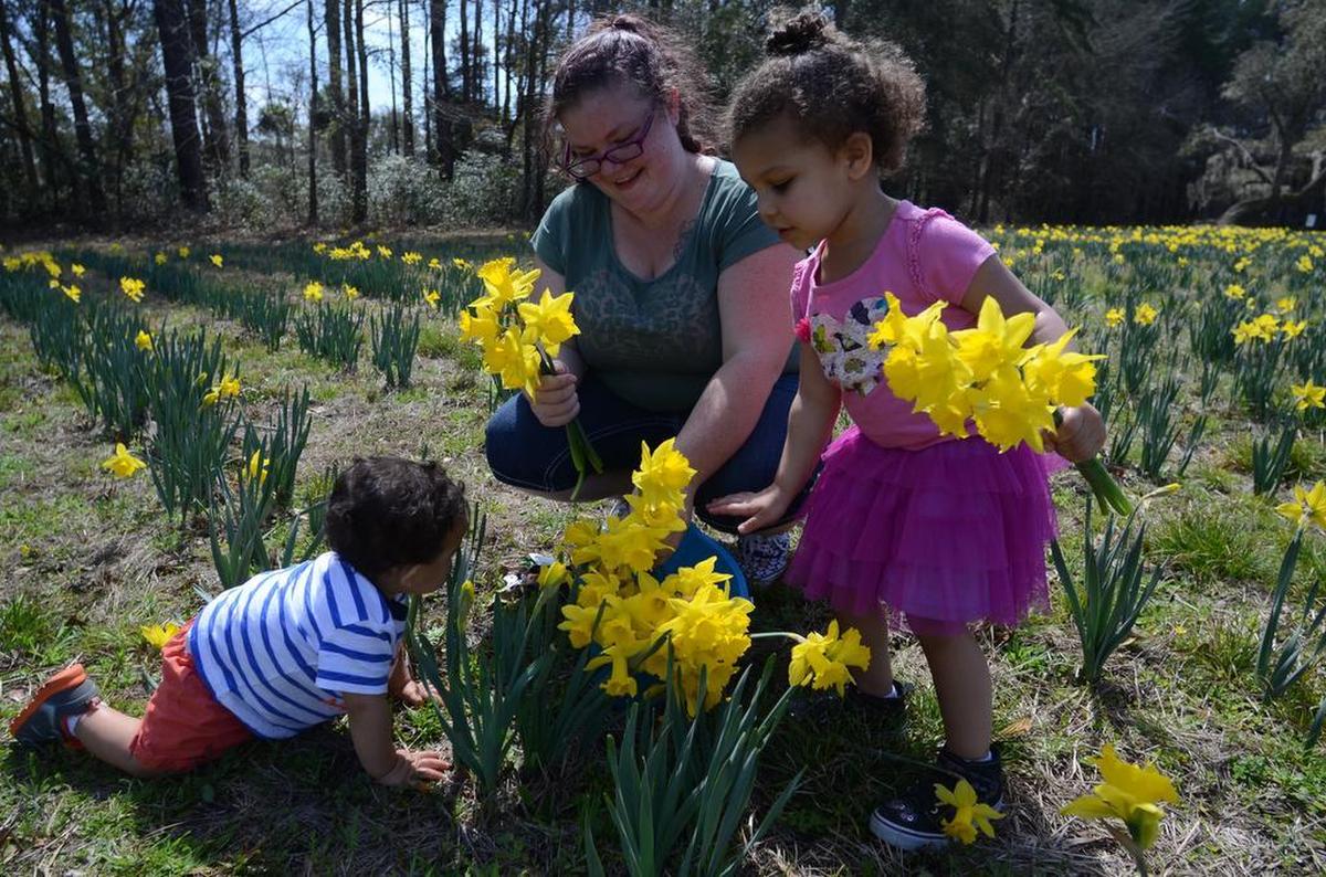 The U Pick Daffodils farm expects to open Saturday for the 2019 season.