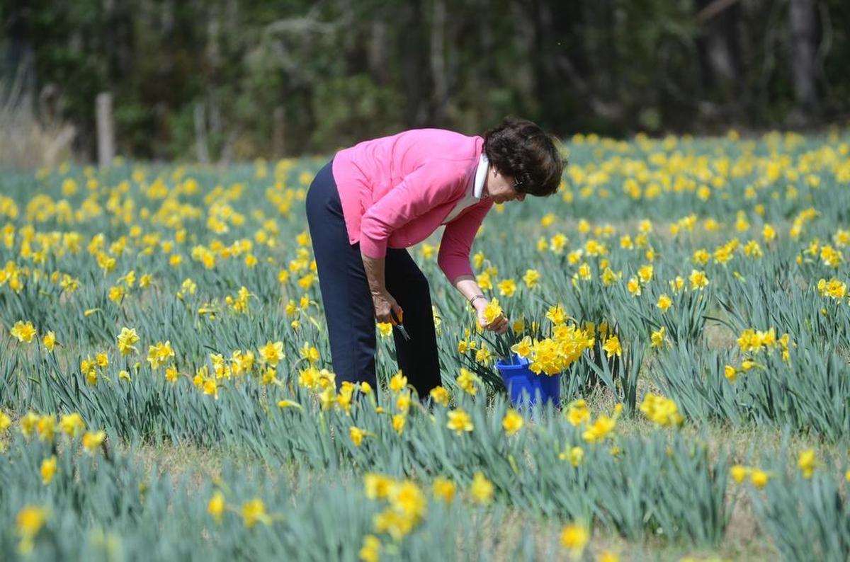 People come from across Beaufort County to pick bunches of yellow blossoms at the U Pick Daffodil farm in Okatie.