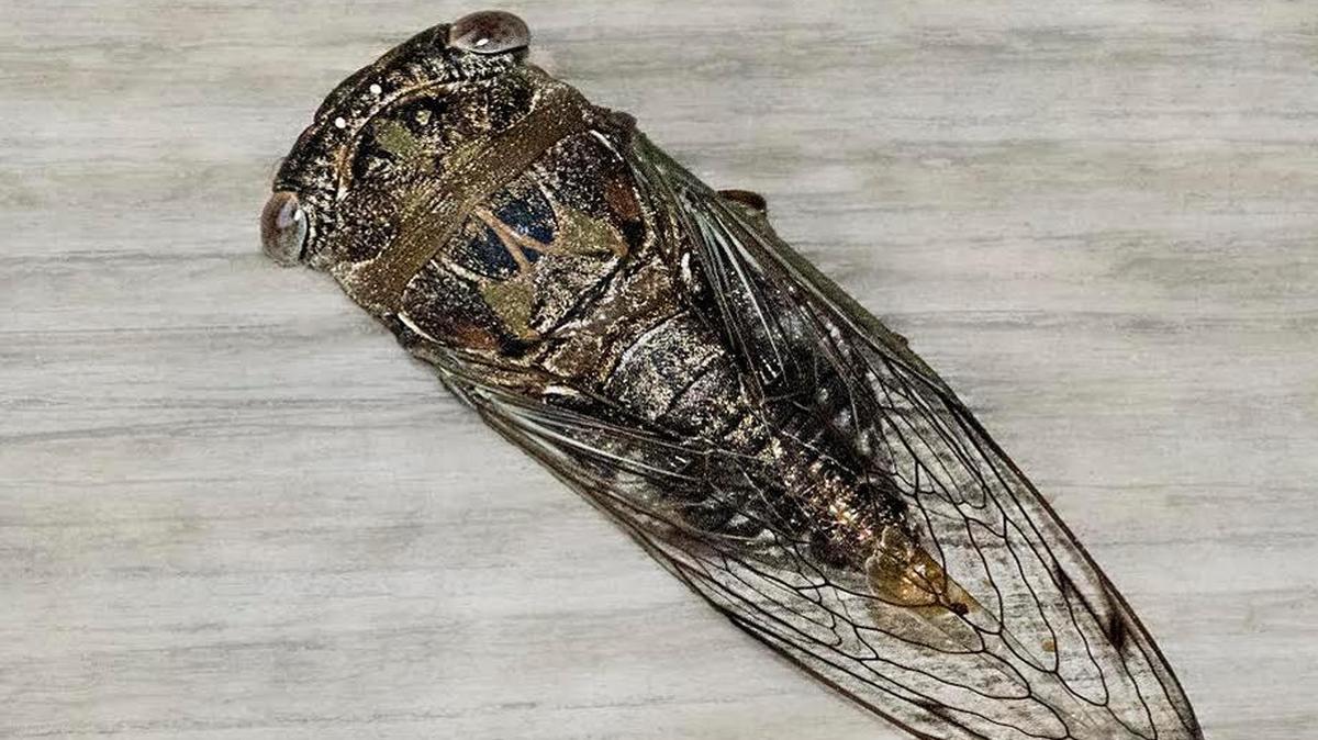 The adult cicada.