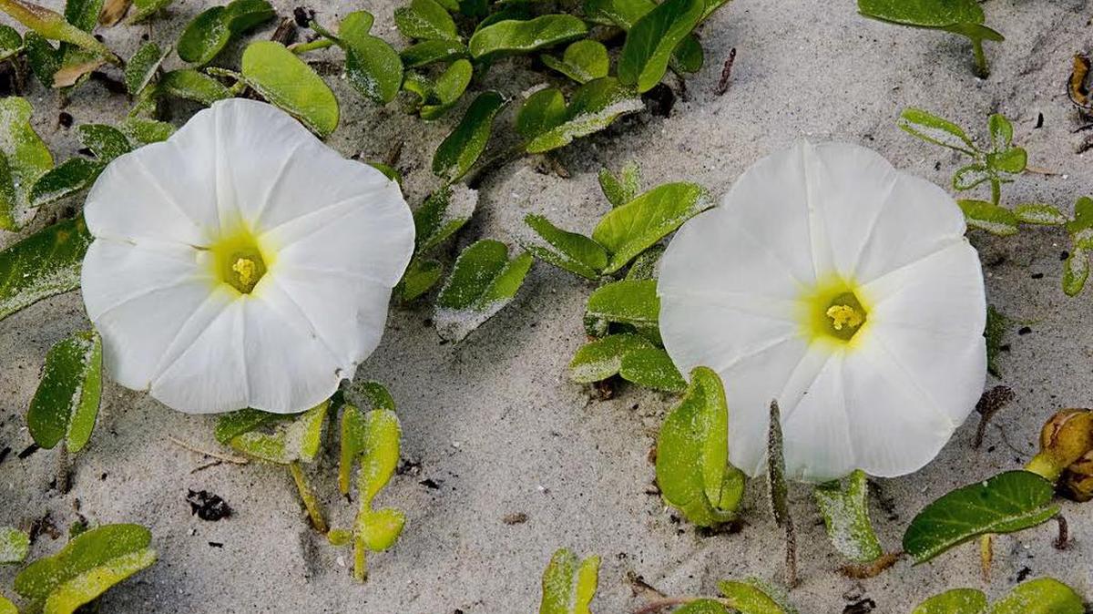 The morning glory thrives in harsh beach conditions while maintaining its beauty.