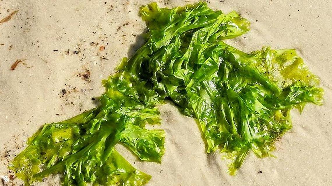 A clump of sea lettuce lies on the beach.