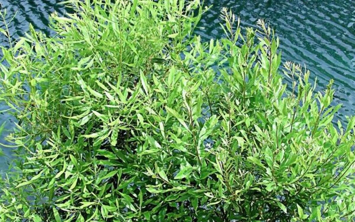Wax myrtle is a tough, durable landscape plant used in the Lowcountry for fast-growing hedges, screens, and foundation plantings.