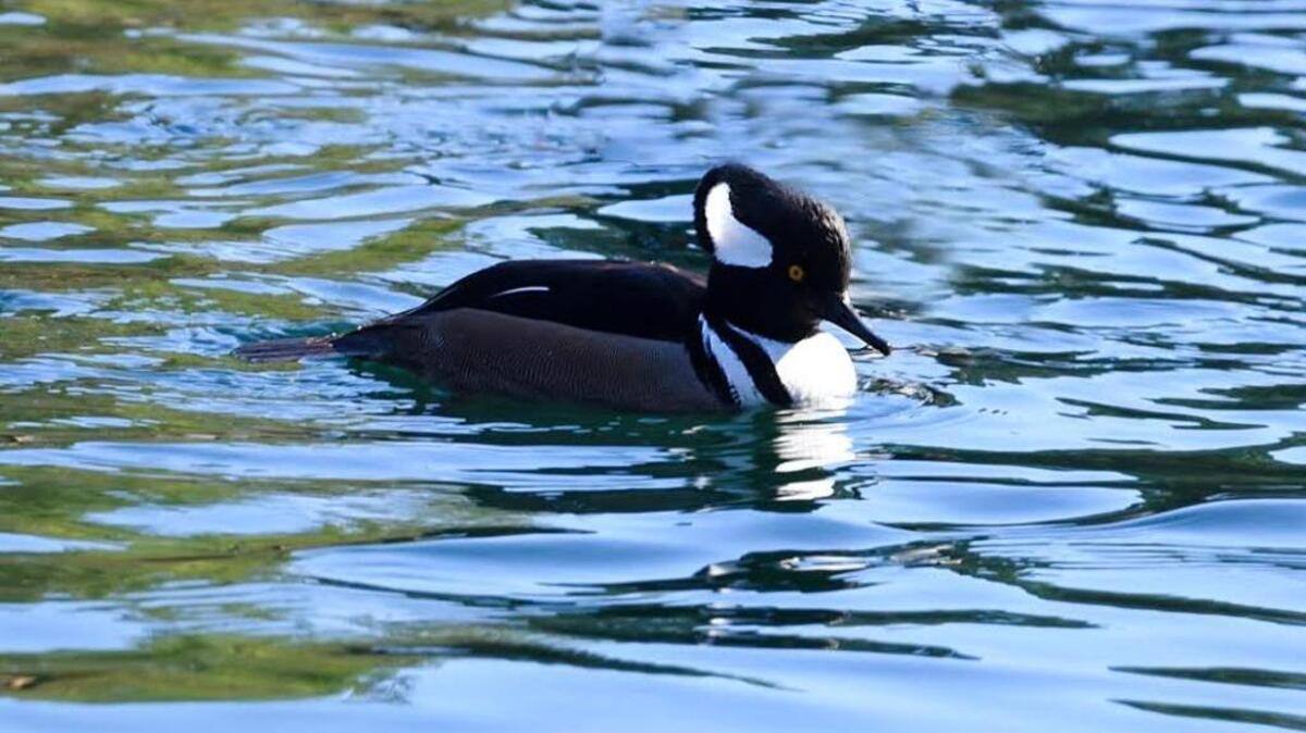 A Hooded Merganser floats on the surface of the water.