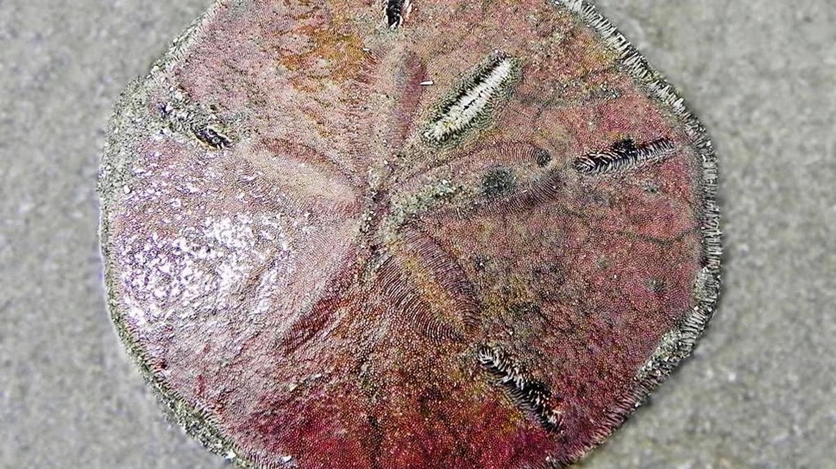 Live sand dollars have a reddish or brownish hue.