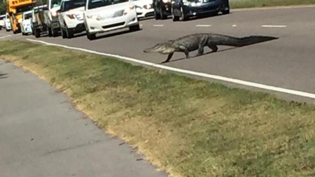 An alligator dramatically stopped traffic on U.S. 278 Monday near the Fresh Market shopping center on Hilton Head Island.