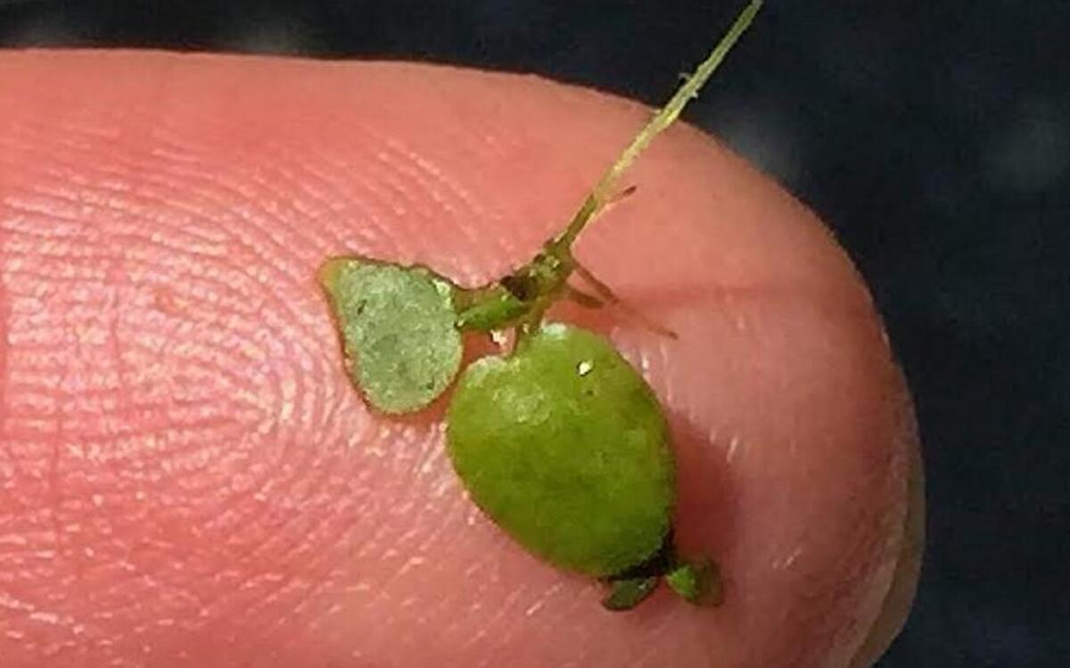 Duckweeds are the smallest of flowering plants.