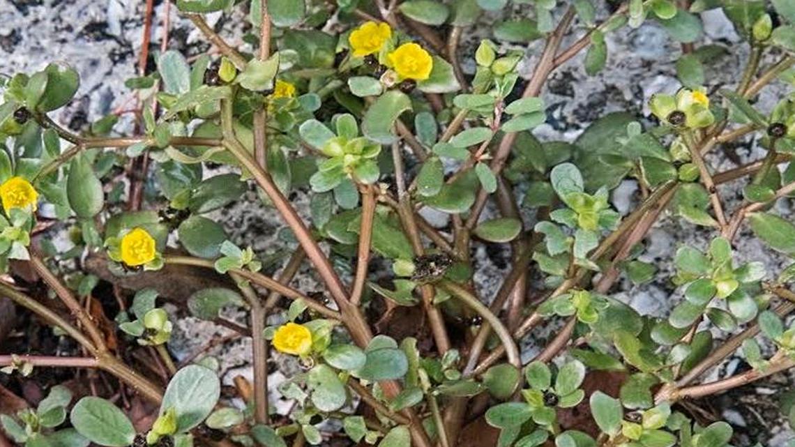 This so-called ‘weed’ is colorful, gets by on very little water and seems determined to survive