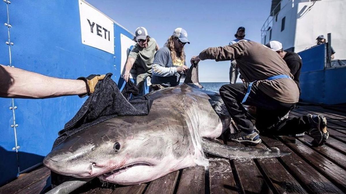 Hilton, a 12-foot-long great white shark, is fitted with a satellite tag by Ocearch researchers off the coast of Hilton Head Island on March 3.