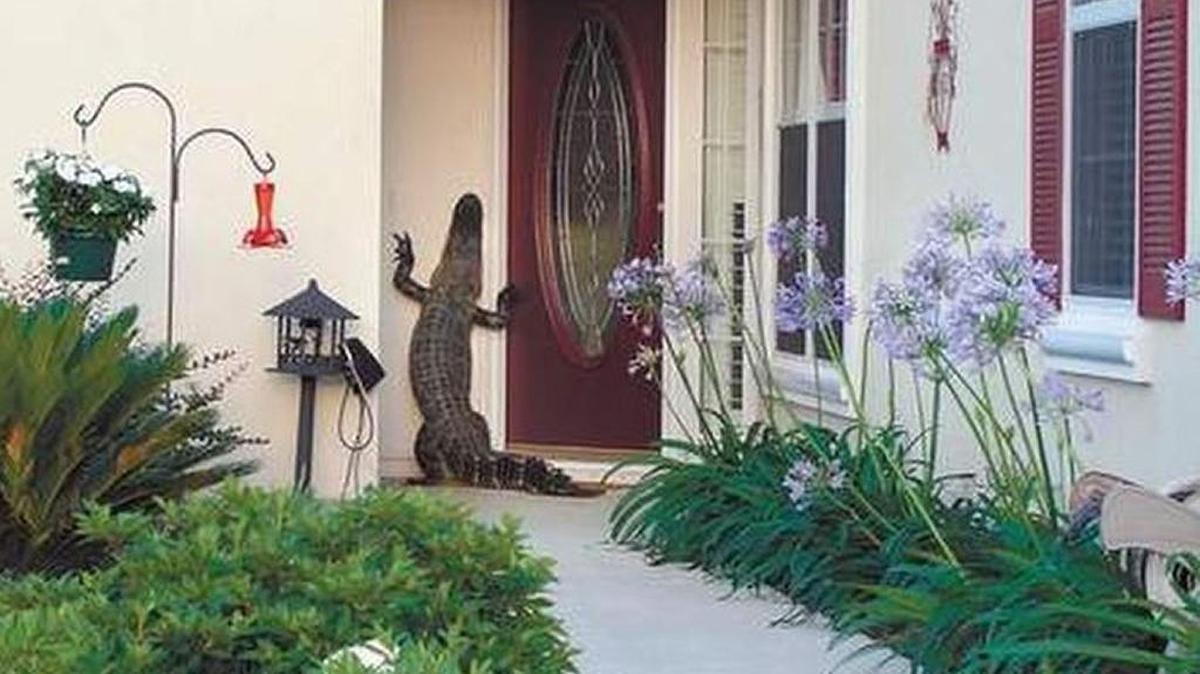 An alligator explores the front door of Robert and Roslyn Loretta’s Penny Creek Drive home in Sun City Hilton Head on June 16, 2006. Richard Holinkski Submitted photo