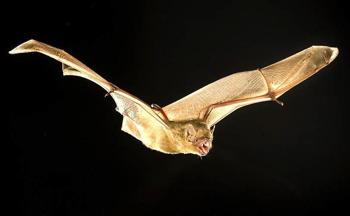Lasiurus intermedius, the northern yellow bat.
