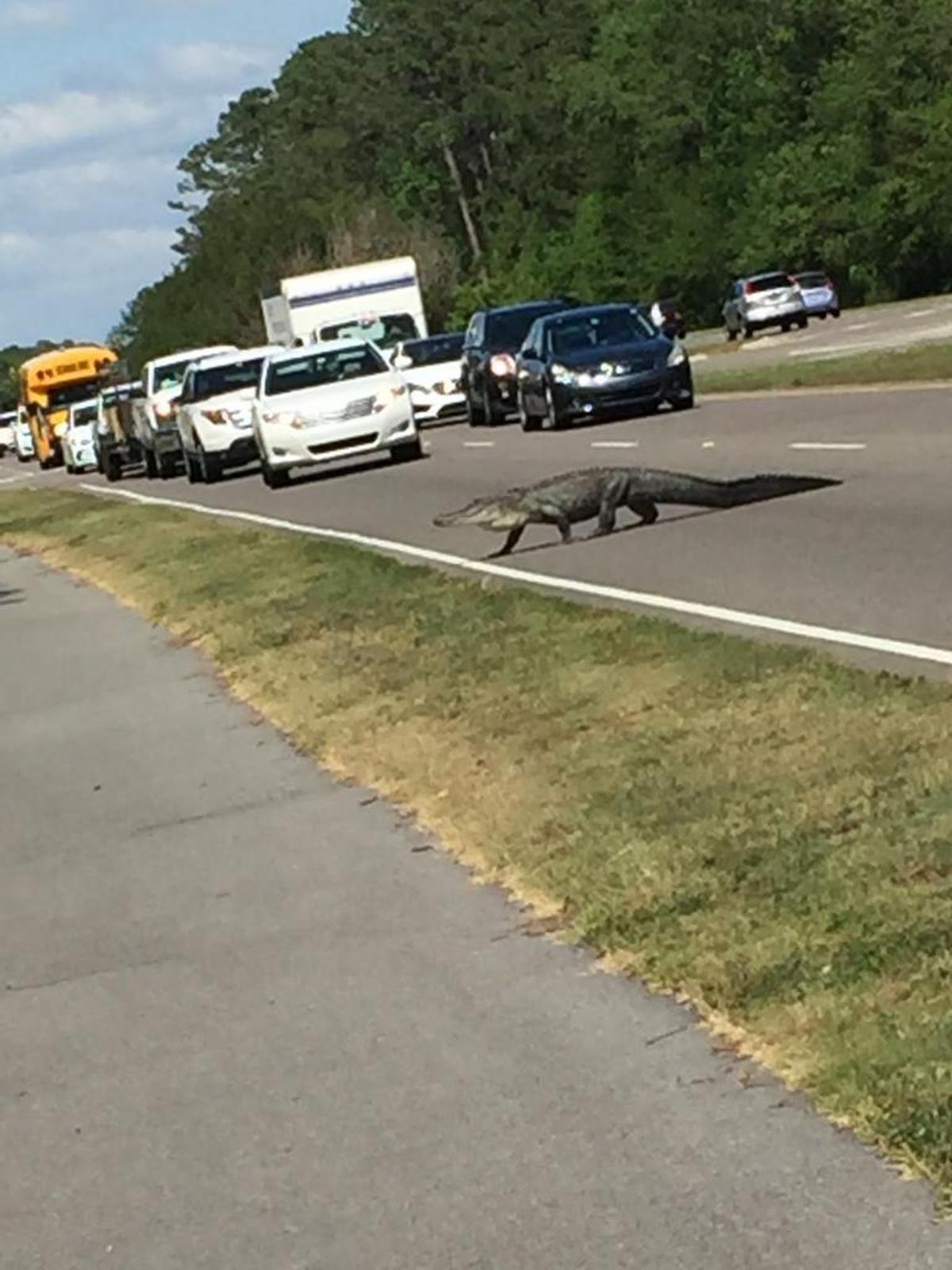 An alligator dramatically stopped traffic on U.S. 278 Monday near the Fresh Market shopping center on Hilton Head Island.