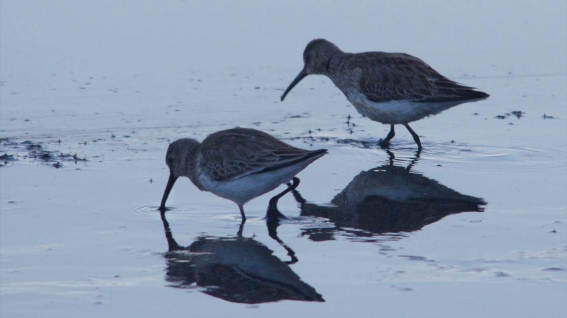It’s spring, and time to welcome back migratory birds — and whales