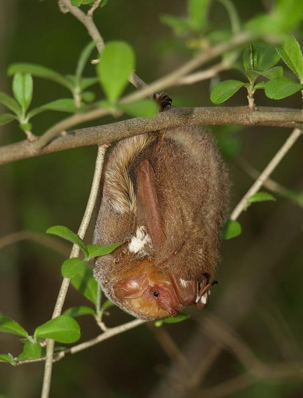A female Eastern red bat roosting.