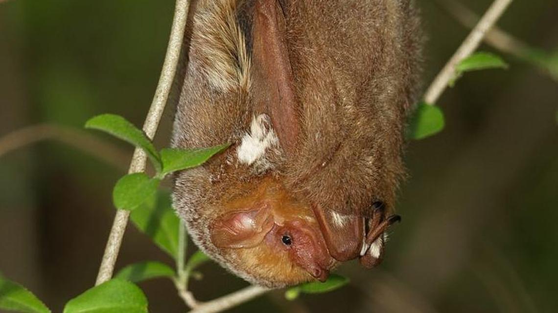 A female Eastern red bat roosting.