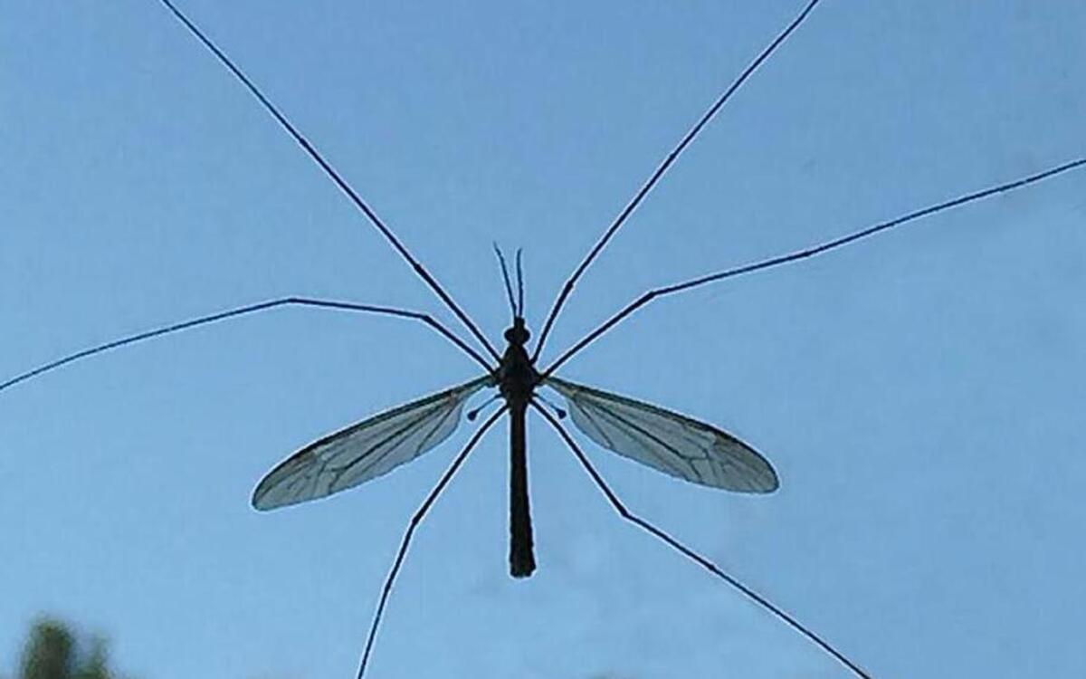There are 1,500 kinds of crane flies in the United States and 15,000 types across the world.