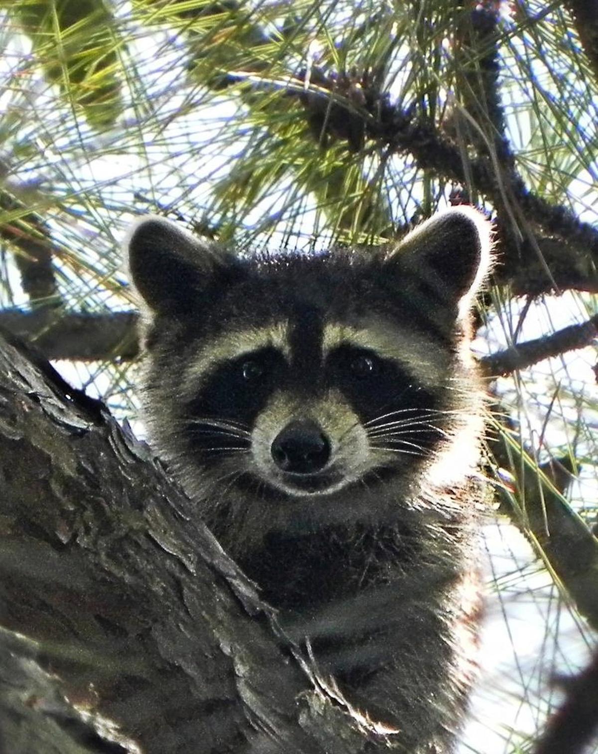 Avian flu was detected in baby raccoons at Sacajawea State Historical Park in Pasco.