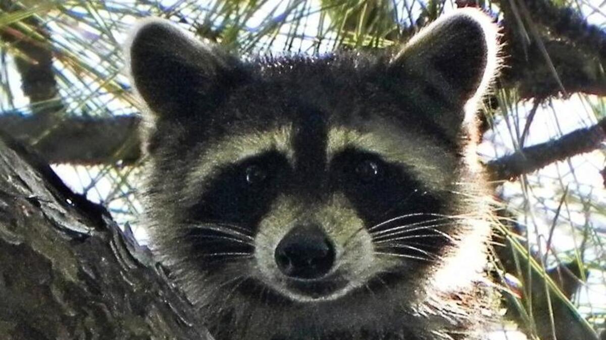 Avian flu was detected in baby raccoons at Sacajawea State Historical Park in Pasco.