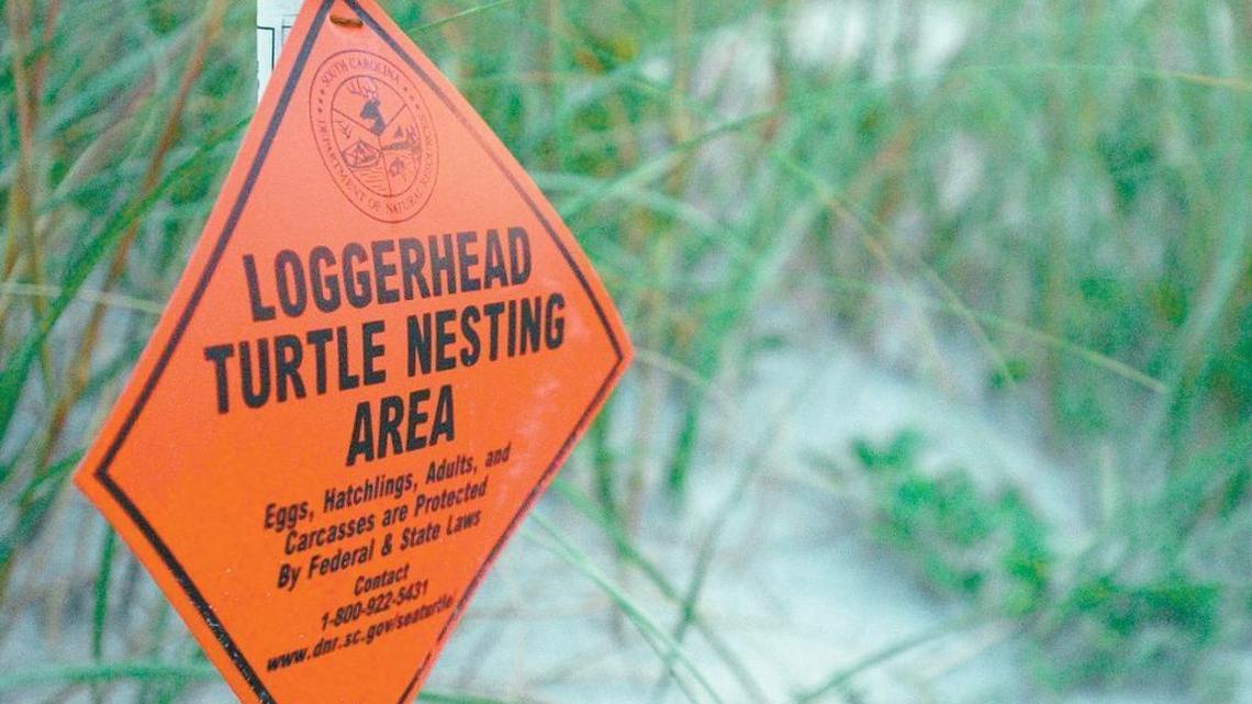Loggerhead sea turtle nests are marked with signs as shown in this file photo.
