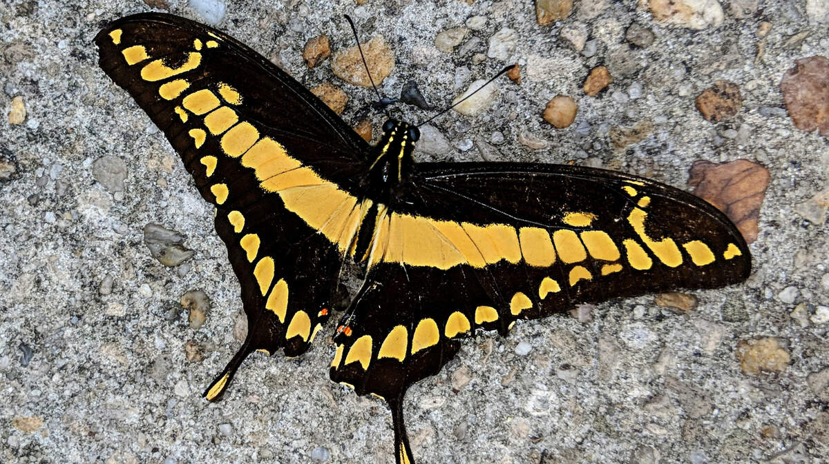 Giant Swallowtails are among the largest butterflies in North America.