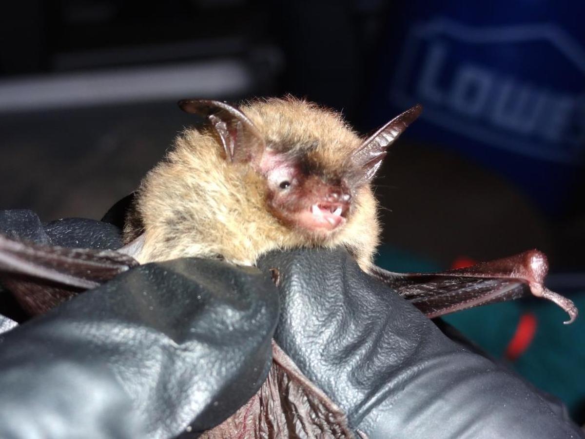 One of two northern long-eared bats recently discovered in Palmetto Bluff is examined.