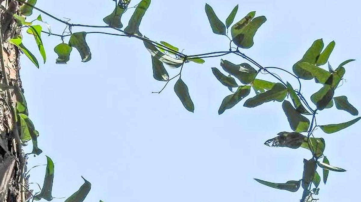The greenbriar plant sometimes annoys homeowners but provides food and shelter to wildlife.
