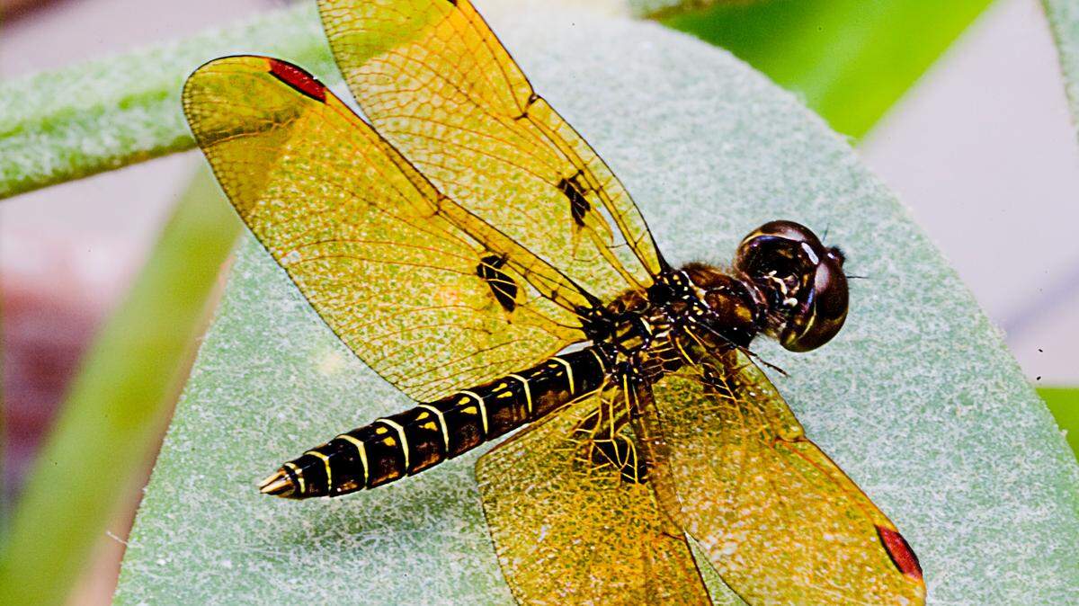 Amberwing dragonflies defend territories along the edges of ponds, where they wait for females.