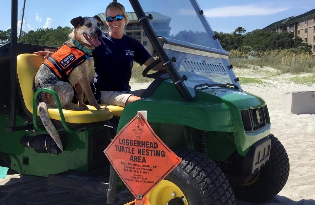 Amber Kuehn poses with Tau, a dog that’s training to locate sea turtle nests, on July 19, 2016, on Hilton Head Island. Tau, a blue heeler originally from Ohio, is learning to locate nests on the island so he can work on Maui, where he’ll help handler Cheryl King find the nests of hawksbill turtles, a critically endangered species.