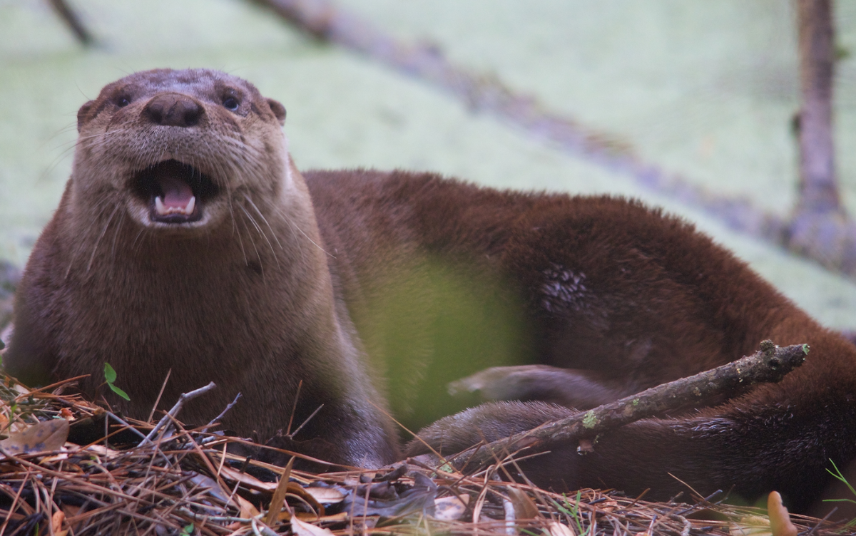 This otter isn't growling; it's yawning. Though it clearly saw two people about 20 yards away, she put her head down for a nap.