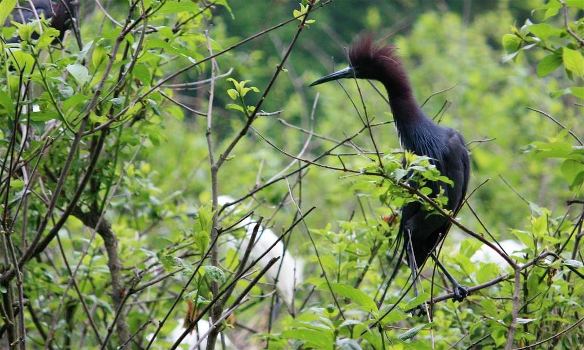 A tricolored heron photographed in a rookery on Lady’s Island in about 2009.