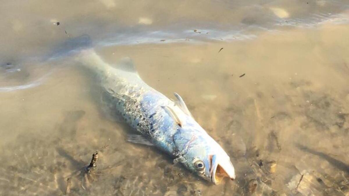 Cold weather killed a spotted seatrout in Beaufort County waters in January 2018.