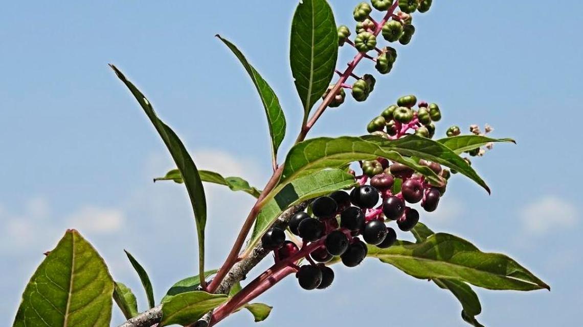 For humans, all parts of the pokeweed plant, particularly the roots, are toxic. Nevertheless, in the Appalachians and parts of the South, people traditionally cooked up young leaves and shoots, often with green onions, bacon, salt pork, and/or eggs. It’s a recipe that should be prepared carefully.