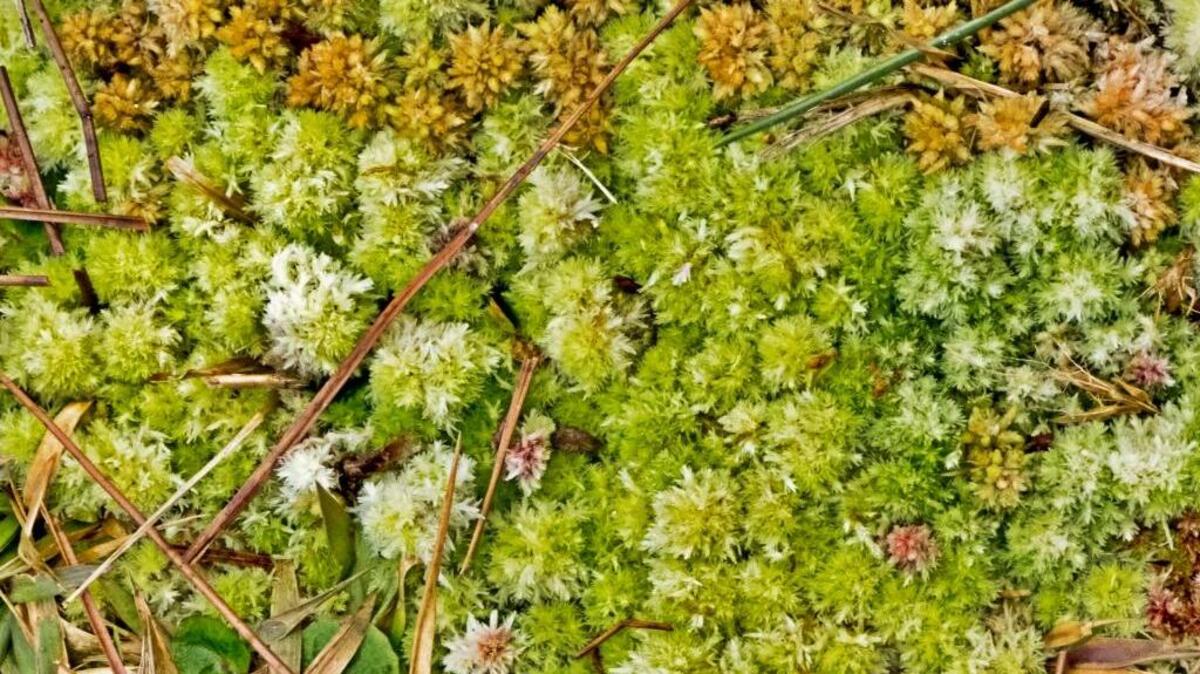 The tiny Sphagnum plant has been dried and used for diapers and to dress the wounds of soldiers in World War I.