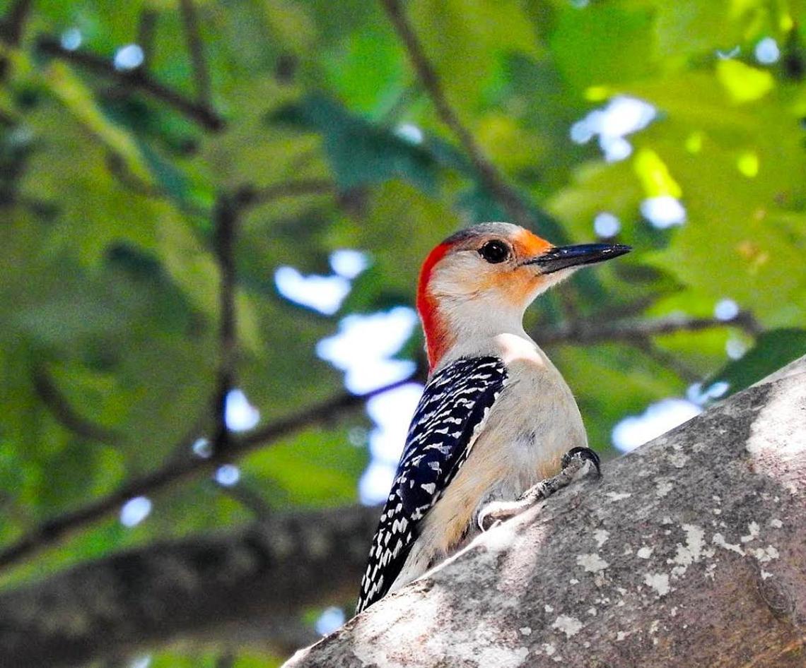 Red-bellied Woodpeckers are one of over 300 kinds of woodpeckers in the world, including 22 species in the United States.