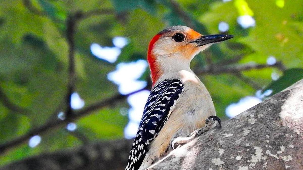 Red-bellied Woodpeckers are one of over 300 kinds of woodpeckers in the world, including 22 species in the United States.
