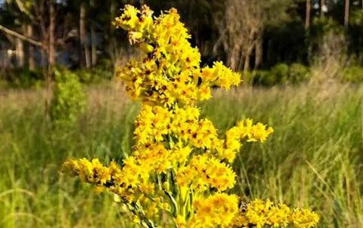 Despite the bad rap its gotten, goldenrods do not cause allergies. They provide fall color and serve as a food source for a variety of insects.