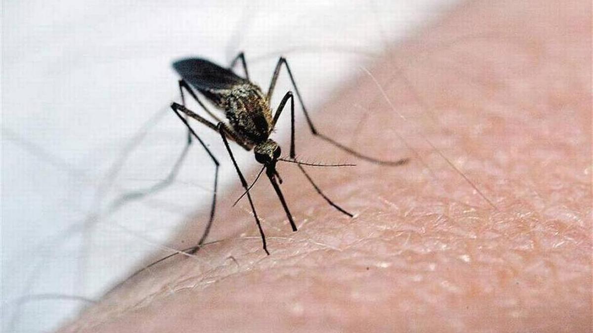 Mosquitoes thriving in Beaufort County due to rain, high tides and the heat.