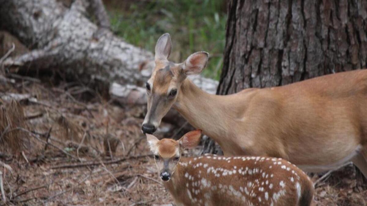 A doe and fawn in the woods in Beaufort County.