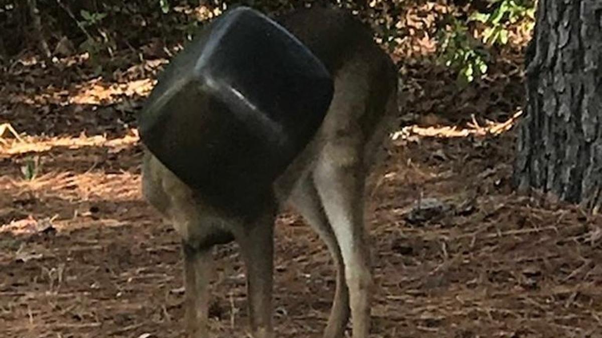 Deer in Hilton Head Plantation with a jug-like container stuck on its head.