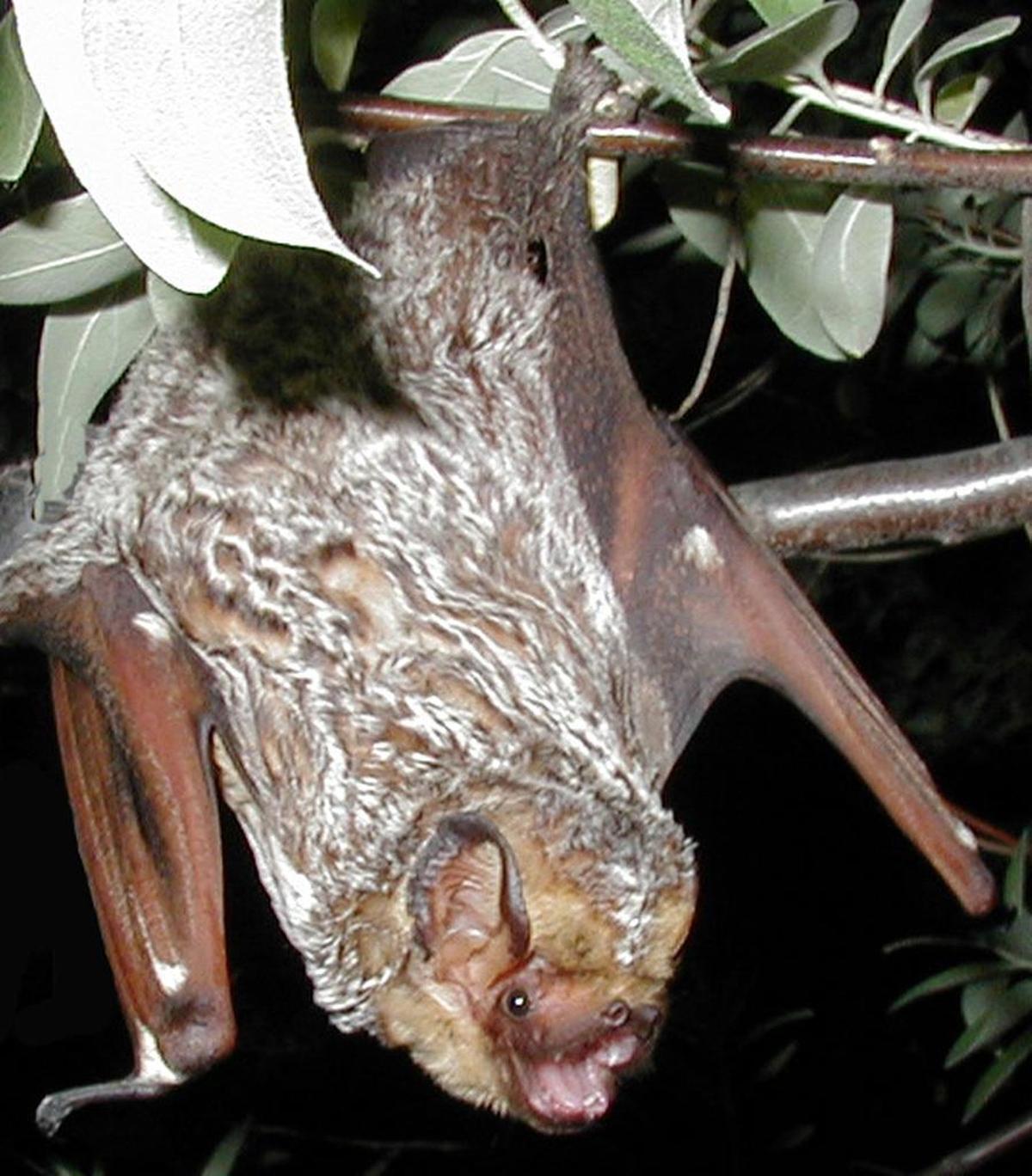 A hoary bat (Lasiurus cinereus) roosting on the branch of a tree.