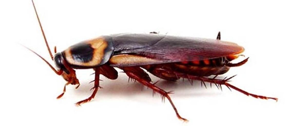 The American cockroach is the largest cockroach typically found inside homes.