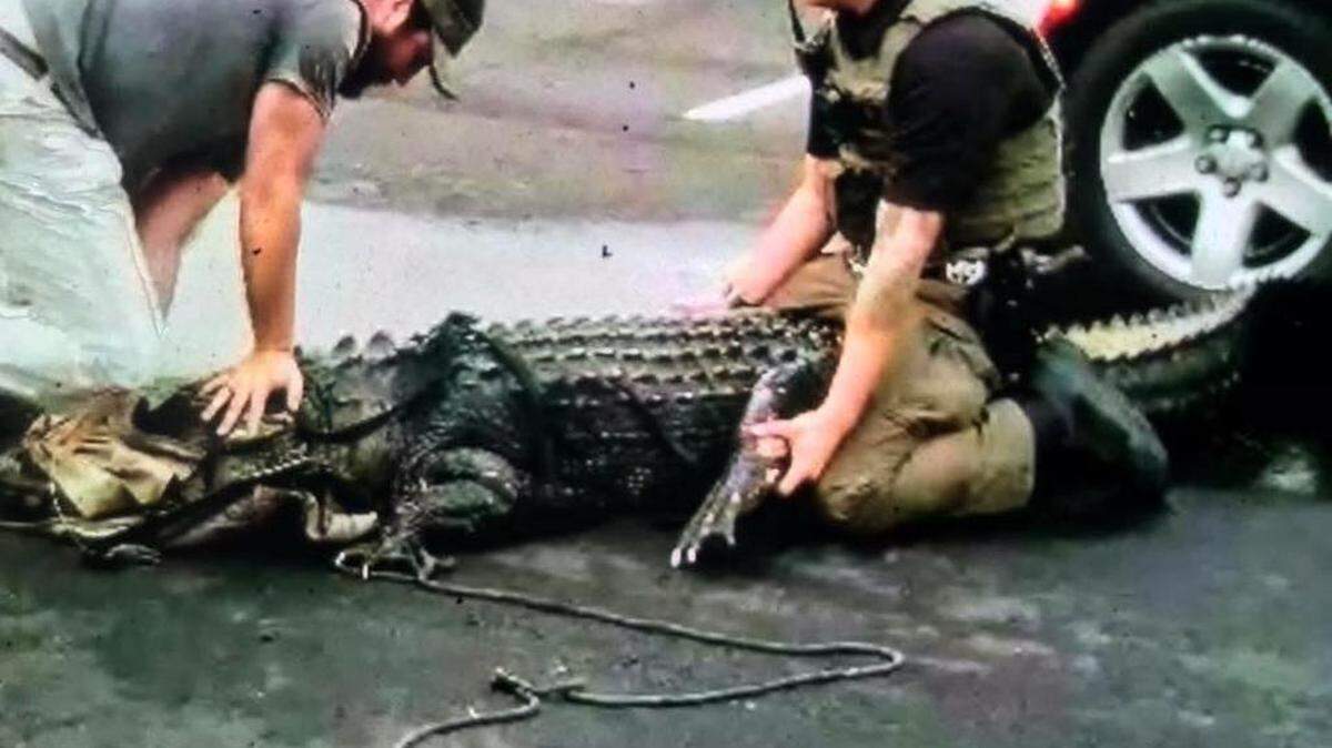 An alligator was moved from a motel parking lot in Yemassee on May 15, 2018.