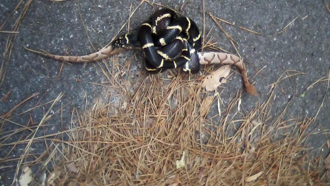 King snake takes on copperhead on Hilton Head