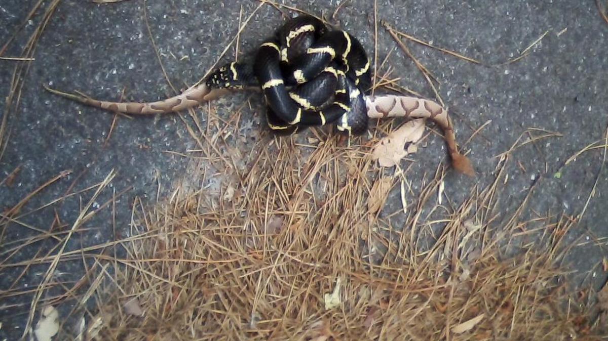 A king snake in the midst of eating a copperhead snake on Hilton Head Island.