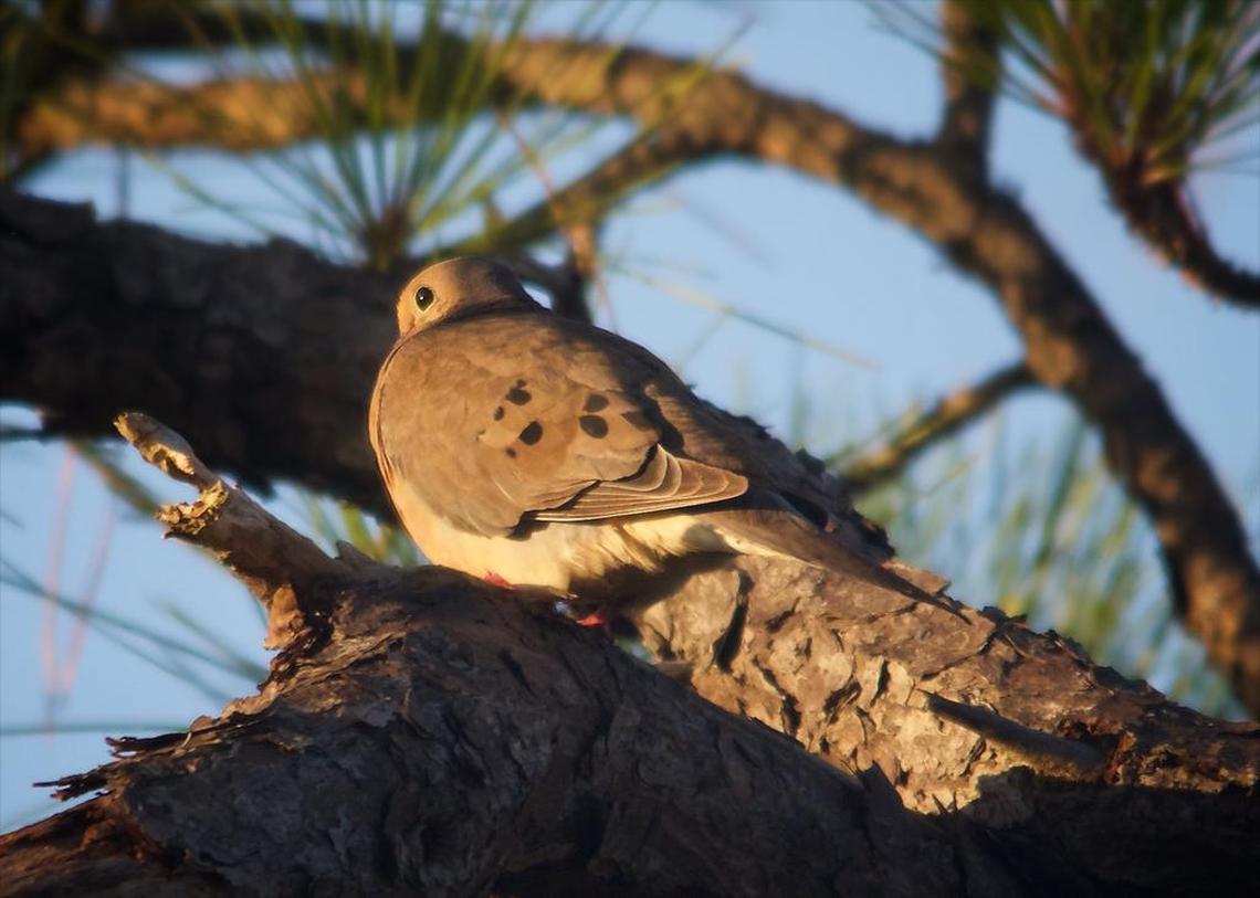 A mourning dove drinks in the morning sunlight.