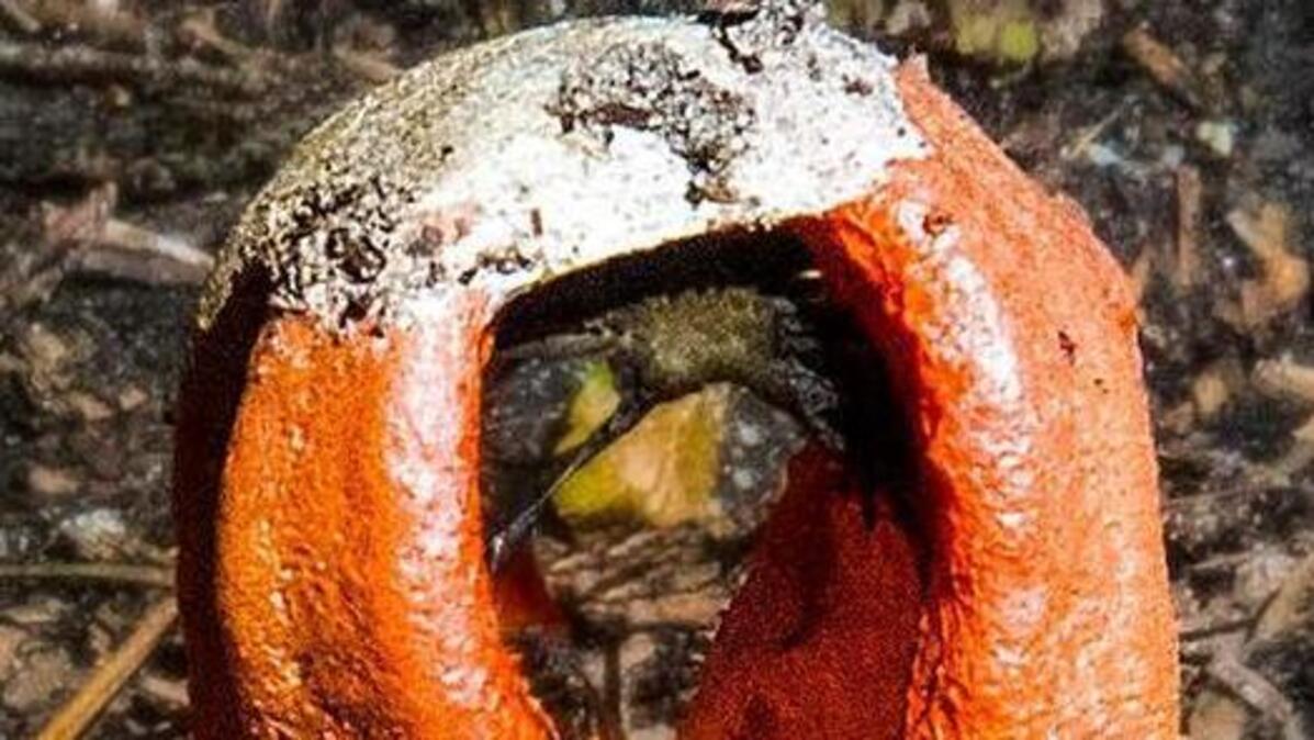 The stinkhorn fungus has a foul odor and can pop up seemingly overnight in moist woody areas and gardens.