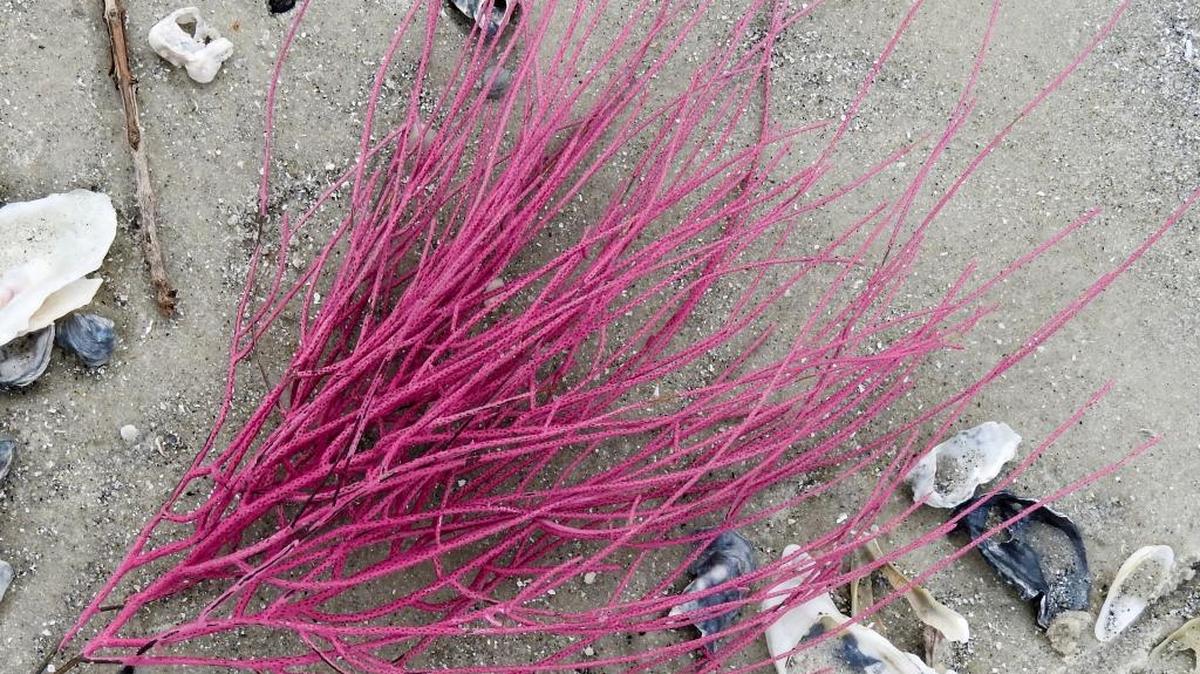 Worldwide there are about 500 species of sea whips, which belong to a group of marine invertebrates called soft corals.